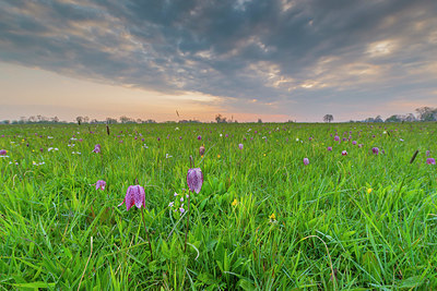 BUITEN BEELD Foto: 352694