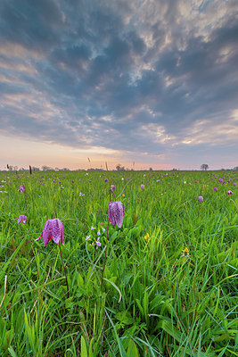 BUITEN BEELD Foto: 352696