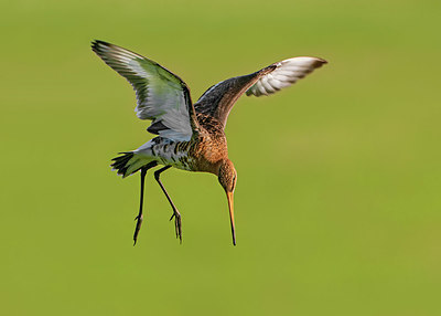 BUITEN BEELD Foto: 352702