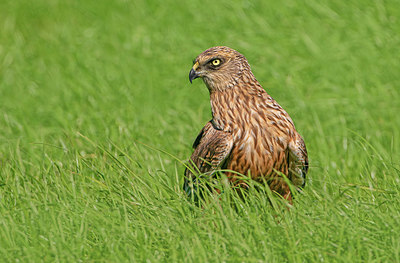 BUITEN BEELD Foto: 352706