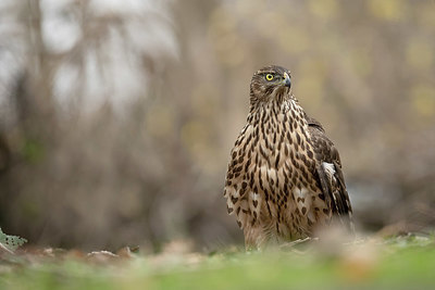 BUITEN BEELD Foto: 352740