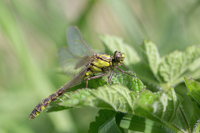 BUITEN BEELD Foto: 352770