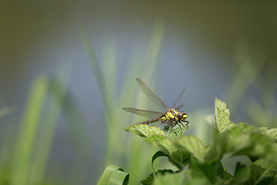 BUITEN BEELD Foto: 352774