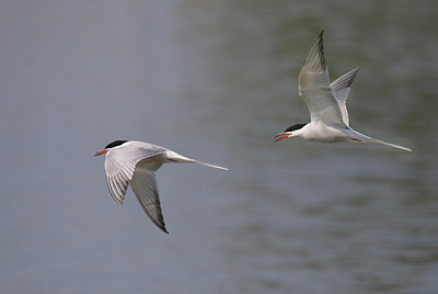 BUITEN BEELD Foto: 352786