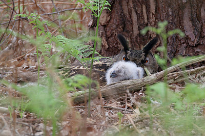 BUITEN BEELD Foto: 352792