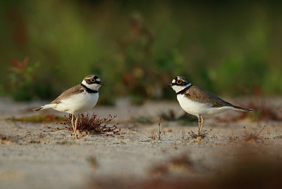 BUITEN BEELD Foto: 352794