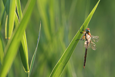 BUITEN BEELD Foto: 352818