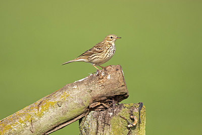 BUITEN BEELD Foto: 352821