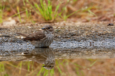 BUITEN BEELD Foto: 352824