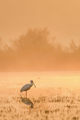 BUITEN BEELD Foto: 352853