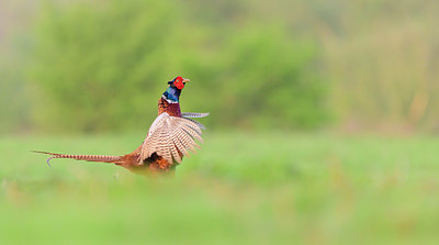 BUITEN BEELD Foto: 352856