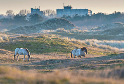 BUITEN BEELD Foto: 352870