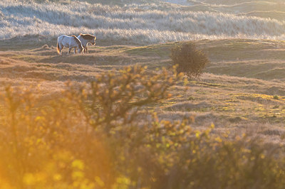 BUITEN BEELD Foto: 352879