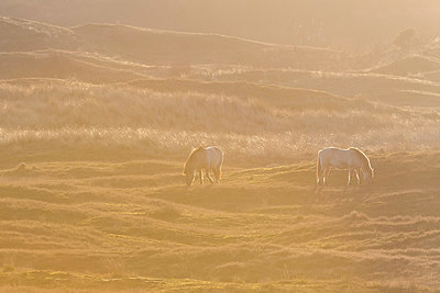 BUITEN BEELD Foto: 352887