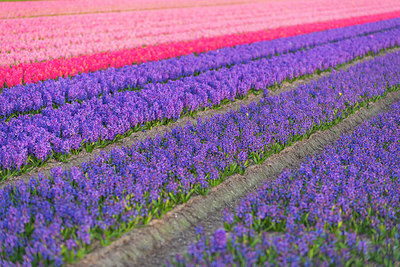 BUITEN BEELD Foto: 352970