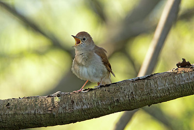 BUITEN BEELD Foto: 353028