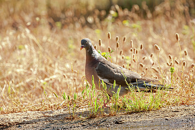 BUITEN BEELD Foto: 353058