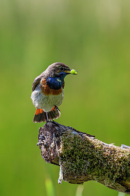 BUITEN BEELD Foto: 353098