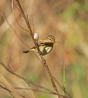 BUITEN BEELD Foto: 353101