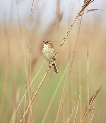 BUITEN BEELD Foto: 353111