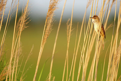 BUITEN BEELD Foto: 353113