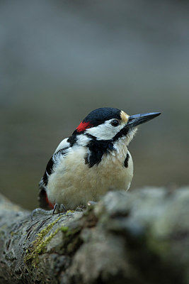 BUITEN BEELD Foto: 353124