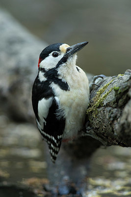 BUITEN BEELD Foto: 353125