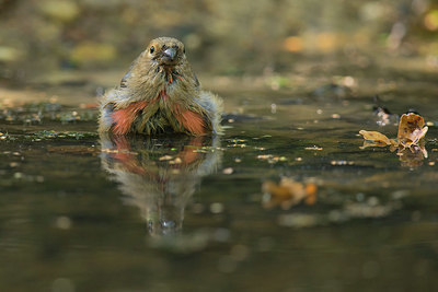 BUITEN BEELD Foto: 353166