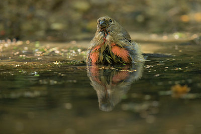 BUITEN BEELD Foto: 353167