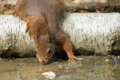 BUITEN BEELD Foto: 353172