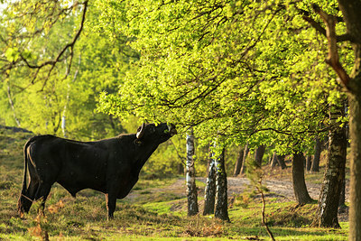 BUITEN BEELD Foto: 353173