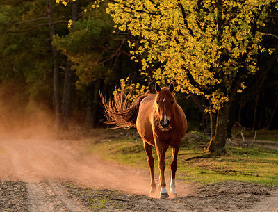 BUITEN BEELD Foto: 353174