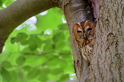 BUITEN BEELD Foto: 353176