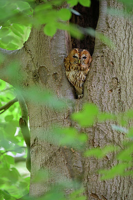 BUITEN BEELD Foto: 353179