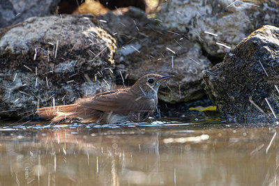 BUITEN BEELD Foto: 353183