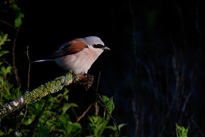 BUITEN BEELD Foto: 353201