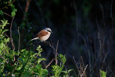 BUITEN BEELD Foto: 353204