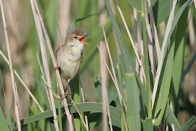 BUITEN BEELD Foto: 353237