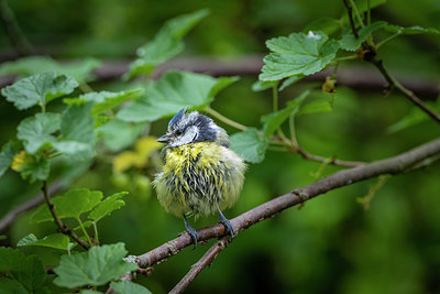 BUITEN BEELD Foto: 353266