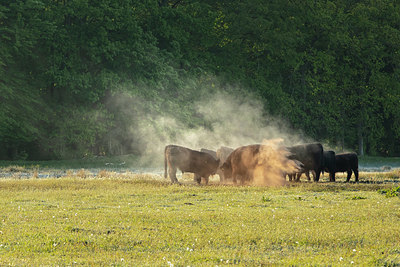 BUITEN BEELD Foto: 353275