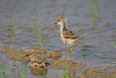 BUITEN BEELD Foto: 353289