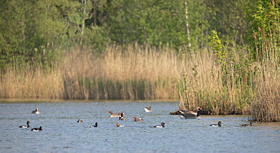 BUITEN BEELD Foto: 353306