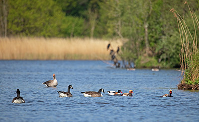 BUITEN BEELD Foto: 353307