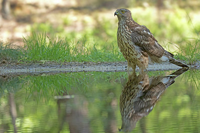 BUITEN BEELD Foto: 353340
