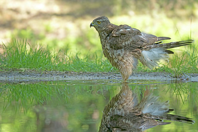 BUITEN BEELD Foto: 353341