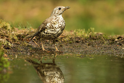 BUITEN BEELD Foto: 353370