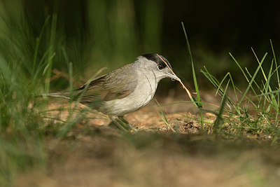 BUITEN BEELD Foto: 353378