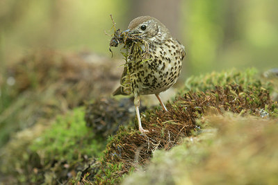 BUITEN BEELD Foto: 353380