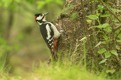 BUITEN BEELD Foto: 353396