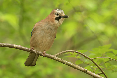 BUITEN BEELD Foto: 353400